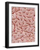 Mucous Membrane from Colon of a Rat-Micro Discovery-Framed Photographic Print