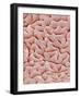 Mucous Membrane from Colon of a Rat-Micro Discovery-Framed Photographic Print