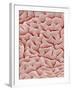 Mucous Membrane from Colon of a Rat-Micro Discovery-Framed Photographic Print