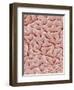 Mucous Membrane from Colon of a Rat-Micro Discovery-Framed Photographic Print