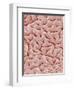 Mucous Membrane from Colon of a Rat-Micro Discovery-Framed Photographic Print