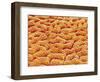 Mucous Membrane from Stomach of a Rat-Micro Discovery-Framed Photographic Print