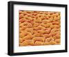 Mucous Membrane from Stomach of a Rat-Micro Discovery-Framed Photographic Print