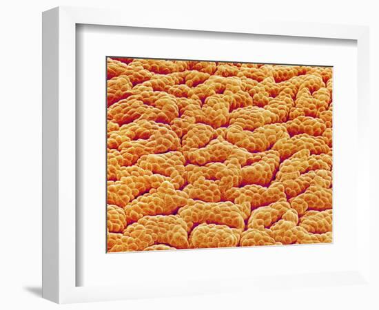 Mucous Membrane from Stomach of a Rat-Micro Discovery-Framed Photographic Print