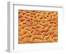 Mucous Membrane from Stomach of a Rat-Micro Discovery-Framed Photographic Print