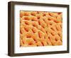 Mucous Membrane from Stomach of a Rat-Micro Discovery-Framed Photographic Print