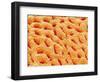 Mucous Membrane from Stomach of a Rat-Micro Discovery-Framed Photographic Print