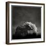 Mud Bath-Ganesh H Shankar-Framed Premium Photographic Print