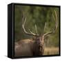 Mud Covered Antlers , Rut, Cervus Elaphus, Madison River, Yellowstone National Park, Wyoming-Maresa Pryor-Framed Stretched Canvas