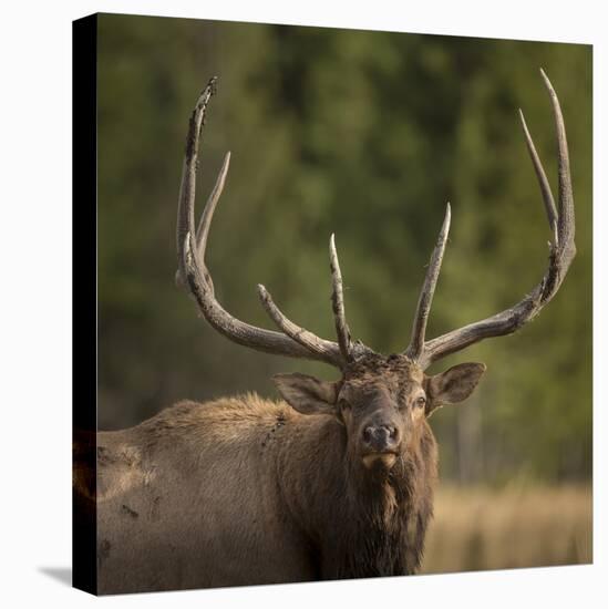 Mud Covered Antlers , Rut, Cervus Elaphus, Madison River, Yellowstone National Park, Wyoming-Maresa Pryor-Stretched Canvas