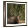 Mud Covered Antlers , Rut, Cervus Elaphus, Madison River, Yellowstone National Park, Wyoming-Maresa Pryor-Framed Photographic Print