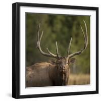 Mud Covered Antlers , Rut, Cervus Elaphus, Madison River, Yellowstone National Park, Wyoming-Maresa Pryor-Framed Photographic Print