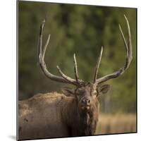 Mud Covered Antlers , Rut, Cervus Elaphus, Madison River, Yellowstone National Park, Wyoming-Maresa Pryor-Mounted Photographic Print