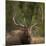 Mud Covered Antlers , Rut, Cervus Elaphus, Madison River, Yellowstone National Park, Wyoming-Maresa Pryor-Mounted Photographic Print