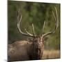 Mud Covered Antlers , Rut, Cervus Elaphus, Madison River, Yellowstone National Park, Wyoming-Maresa Pryor-Mounted Photographic Print