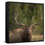 Mud Covered Antlers , Rut, Cervus Elaphus, Madison River, Yellowstone National Park, Wyoming-Maresa Pryor-Framed Stretched Canvas