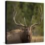 Mud Covered Antlers , Rut, Cervus Elaphus, Madison River, Yellowstone National Park, Wyoming-Maresa Pryor-Stretched Canvas