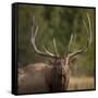 Mud Covered Antlers , Rut, Cervus Elaphus, Madison River, Yellowstone National Park, Wyoming-Maresa Pryor-Framed Stretched Canvas