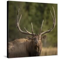 Mud Covered Antlers , Rut, Cervus Elaphus, Madison River, Yellowstone National Park, Wyoming-Maresa Pryor-Stretched Canvas