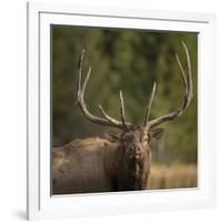 Mud Covered Antlers , Rut, Cervus Elaphus, Madison River, Yellowstone National Park, Wyoming-Maresa Pryor-Framed Photographic Print