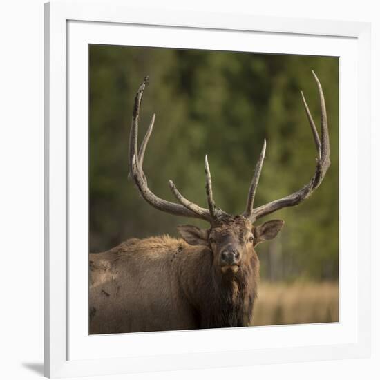 Mud Covered Antlers , Rut, Cervus Elaphus, Madison River, Yellowstone National Park, Wyoming-Maresa Pryor-Framed Photographic Print