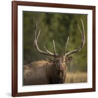 Mud Covered Antlers , Rut, Cervus Elaphus, Madison River, Yellowstone National Park, Wyoming-Maresa Pryor-Framed Photographic Print