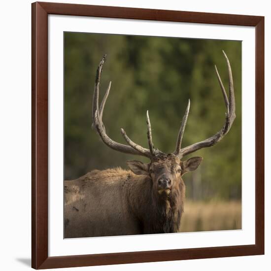 Mud Covered Antlers , Rut, Cervus Elaphus, Madison River, Yellowstone National Park, Wyoming-Maresa Pryor-Framed Photographic Print