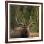 Mud Covered Antlers , Rut, Cervus Elaphus, Madison River, Yellowstone National Park, Wyoming-Maresa Pryor-Framed Photographic Print