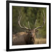 Mud Covered Antlers , Rut, Cervus Elaphus, Madison River, Yellowstone National Park, Wyoming-Maresa Pryor-Framed Photographic Print