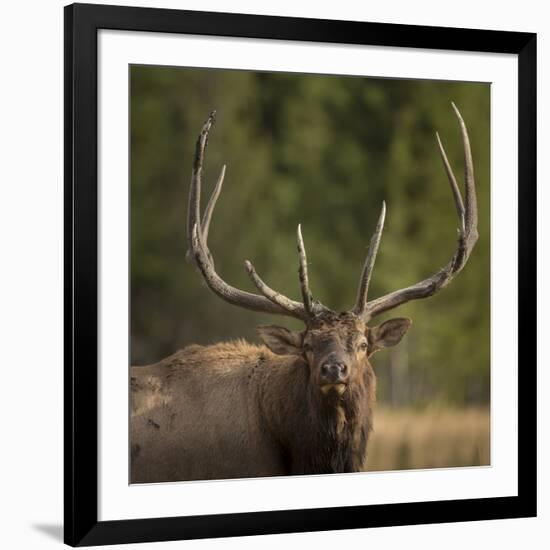 Mud Covered Antlers , Rut, Cervus Elaphus, Madison River, Yellowstone National Park, Wyoming-Maresa Pryor-Framed Photographic Print