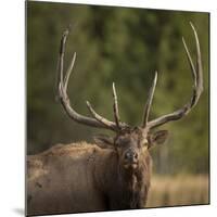 Mud Covered Antlers , Rut, Cervus Elaphus, Madison River, Yellowstone National Park, Wyoming-Maresa Pryor-Mounted Photographic Print