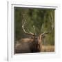 Mud Covered Antlers , Rut, Cervus Elaphus, Madison River, Yellowstone National Park, Wyoming-Maresa Pryor-Framed Photographic Print