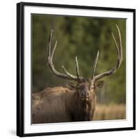 Mud Covered Antlers , Rut, Cervus Elaphus, Madison River, Yellowstone National Park, Wyoming-Maresa Pryor-Framed Photographic Print