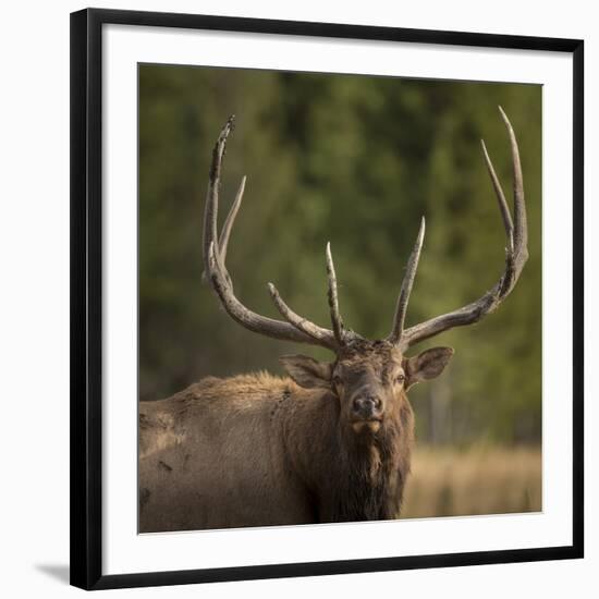 Mud Covered Antlers , Rut, Cervus Elaphus, Madison River, Yellowstone National Park, Wyoming-Maresa Pryor-Framed Photographic Print