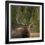 Mud Covered Antlers , Rut, Cervus Elaphus, Madison River, Yellowstone National Park, Wyoming-Maresa Pryor-Framed Photographic Print