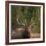 Mud Covered Antlers , Rut, Cervus Elaphus, Madison River, Yellowstone National Park, Wyoming-Maresa Pryor-Framed Photographic Print