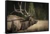 Mud Covered Antlers , Rut, Cervus Elaphus, Madison River, Yellowstone National Park, Wyoming-Maresa Pryor-Framed Stretched Canvas