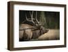 Mud Covered Antlers , Rut, Cervus Elaphus, Madison River, Yellowstone National Park, Wyoming-Maresa Pryor-Framed Photographic Print