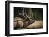 Mud Covered Antlers , Rut, Cervus Elaphus, Madison River, Yellowstone National Park, Wyoming-Maresa Pryor-Framed Photographic Print