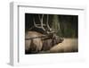 Mud Covered Antlers , Rut, Cervus Elaphus, Madison River, Yellowstone National Park, Wyoming-Maresa Pryor-Framed Photographic Print