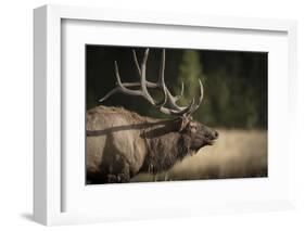 Mud Covered Antlers , Rut, Cervus Elaphus, Madison River, Yellowstone National Park, Wyoming-Maresa Pryor-Framed Photographic Print