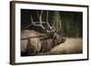 Mud Covered Antlers , Rut, Cervus Elaphus, Madison River, Yellowstone National Park, Wyoming-Maresa Pryor-Framed Photographic Print