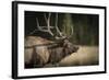 Mud Covered Antlers , Rut, Cervus Elaphus, Madison River, Yellowstone National Park, Wyoming-Maresa Pryor-Framed Photographic Print