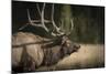 Mud Covered Antlers , Rut, Cervus Elaphus, Madison River, Yellowstone National Park, Wyoming-Maresa Pryor-Mounted Photographic Print