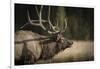 Mud Covered Antlers , Rut, Cervus Elaphus, Madison River, Yellowstone National Park, Wyoming-Maresa Pryor-Framed Photographic Print