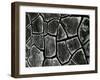 Mud Cracks, c. 1970-Brett Weston-Framed Photographic Print