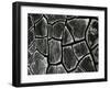 Mud Cracks, c. 1970-Brett Weston-Framed Photographic Print