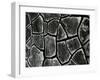 Mud Cracks, c. 1970-Brett Weston-Framed Photographic Print