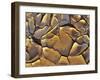 Mud Cracks, Death Valley National Park, California, USA-Chuck Haney-Framed Premium Photographic Print