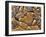 Mud Cracks, Death Valley National Park, California, USA-Chuck Haney-Framed Premium Photographic Print